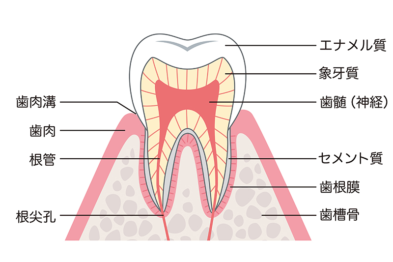 神経をできるだけ残す「歯髄温存療法」とは